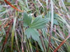 Ranunculus propinquus subborealis