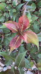 Iresine diffusa herbstii