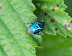 Zicrona caerulea