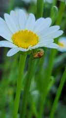 Copestylum sexmaculatum