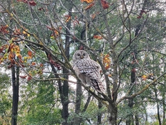 Strix uralensis