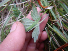 Ranunculus propinquus subborealis