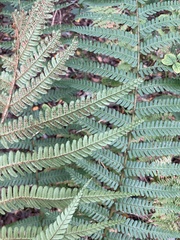 Dryopteris