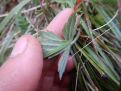 Ranunculus propinquus subborealis
