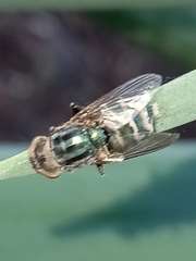 Entomophthora muscae