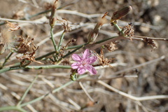 Stephanomeria pauciflora