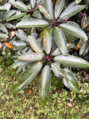 Rhododendron arboreum