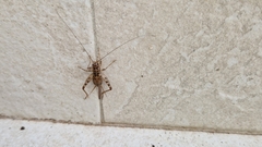 Gryllomorpha dalmatina
