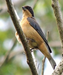 Pipraeidea melanonota