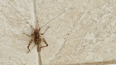 Gryllomorpha dalmatina