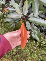 Rhododendron arboreum