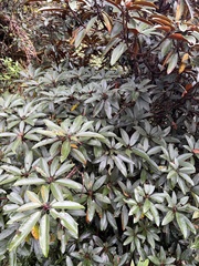 Rhododendron arboreum