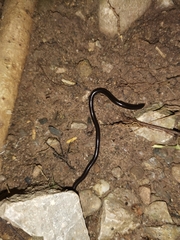 Indotyphlops braminus