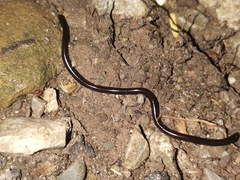 Indotyphlops braminus