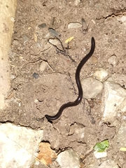 Indotyphlops braminus