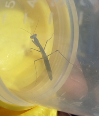Geomantis larvoides