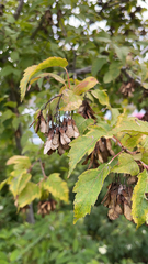 Acer ginnala