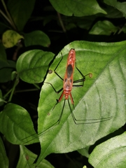 Macrocheraia grandis