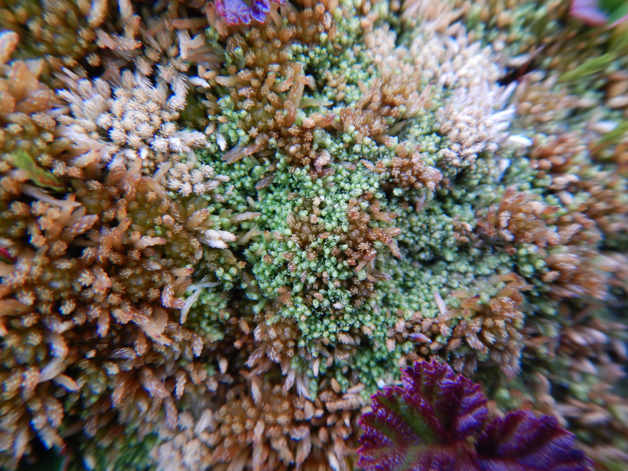 Heterogemma
