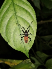 Macrocheraia grandis