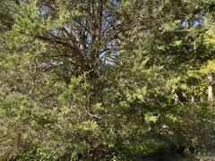 Chamaecyparis thyoides