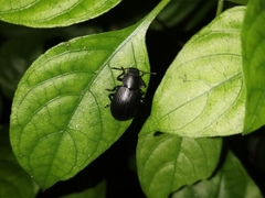 Heterotarsus