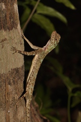 Draco
