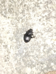 Heterotarsus