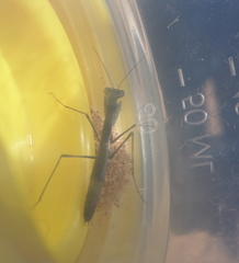 Geomantis larvoides