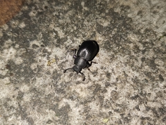 Heterotarsus