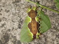 Limacodidae