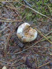 Lactifluus deceptivus