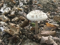 Macrolepiota procera