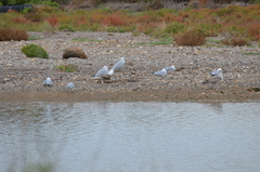 Ichthyaetus audouinii