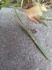 Lasius