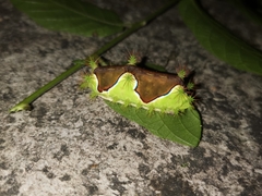 Limacodidae