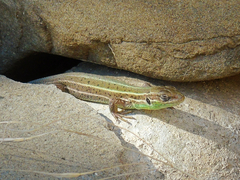 Lacerta strigata