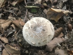 Macrolepiota procera