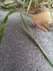 Lasius