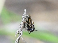 Copestylum marginatum