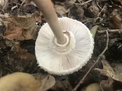 Macrolepiota procera