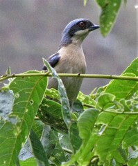 Pipraeidea melanonota