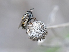 Copestylum marginatum