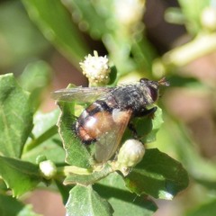 Paradejeania rutilioides