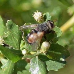 Paradejeania rutilioides