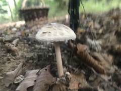 Macrolepiota procera