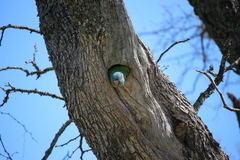 Thectocercus acuticaudatus