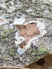 Peniophora albobadia