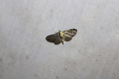 Pasiphila rectangulata