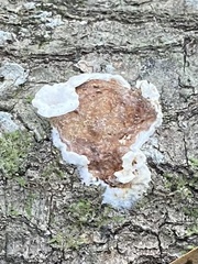 Peniophora albobadia